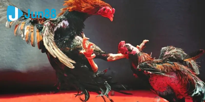 Phân tích về hình thức đá gà cựa dao