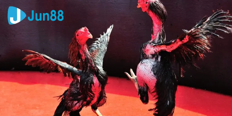 Các loại cược đá gà cựa dao thông dụng tại Jun88