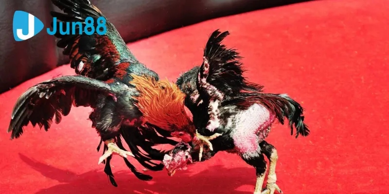 Hướng dẫn chọn lựa đá gà cựa dao phù hợp tại Jun88