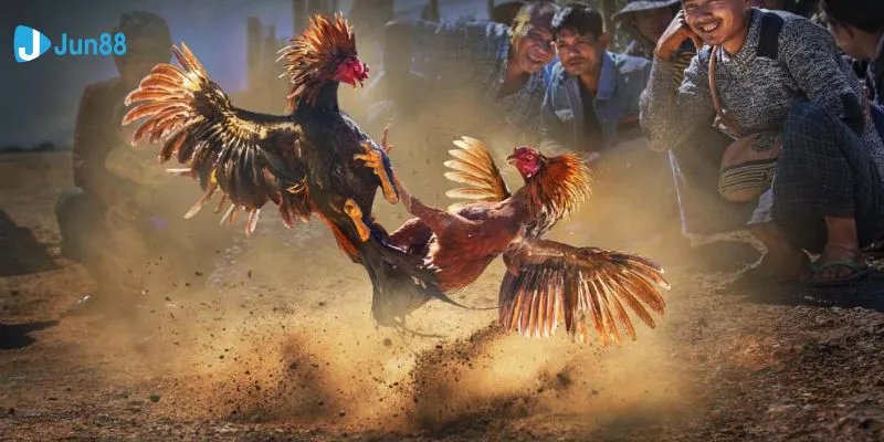 Tổng hợp luật và quy định cá cược