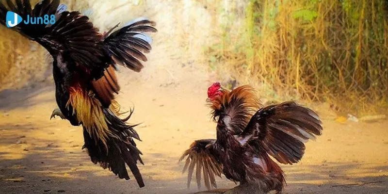 Tổng hợp mẹo xem và cá cược đá gà cựa sắt thomo