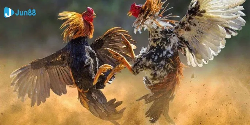 Giới thiệu đôi nét về đá gà Philippines