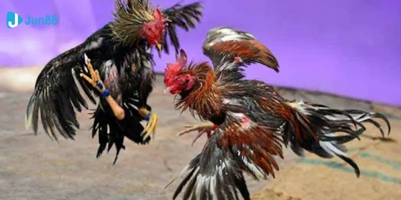 Tìm hiểu luật lệ và các loại cược trong đá gà Philippines