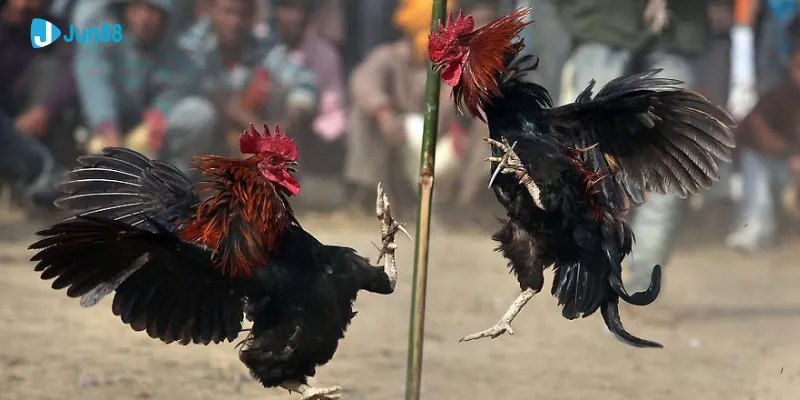 Đá gà sv388 tại Jun88 - Sân chơi đá gà đỉnh cao và chất lượng 2 da ga sv388 1 10 11zon