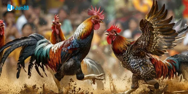 Đá gà sv388 tại Jun88 - Sân chơi đá gà đỉnh cao và chất lượng 3 Khám phá một số loại cược đá gà sv388 tại Jun88