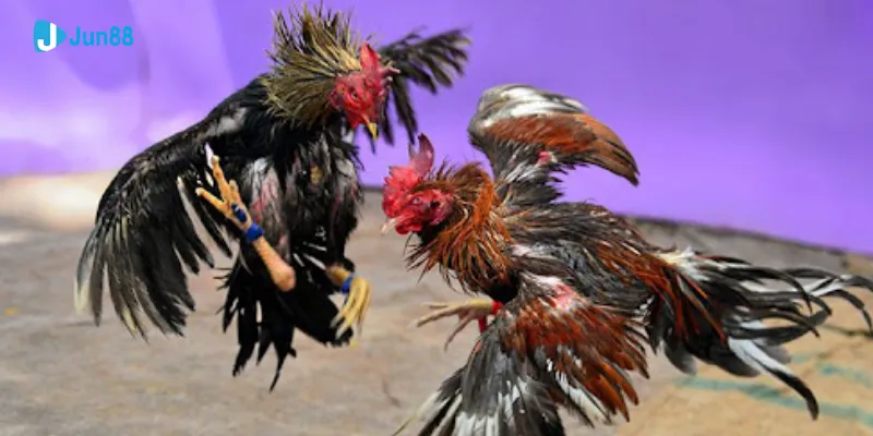 Trực tiếp đá gà tre tại Jun88 - Trận đấu kịch tính và hấp dẫn 2 Giới thiệu sơ lược về trực tiếp đá gà tre