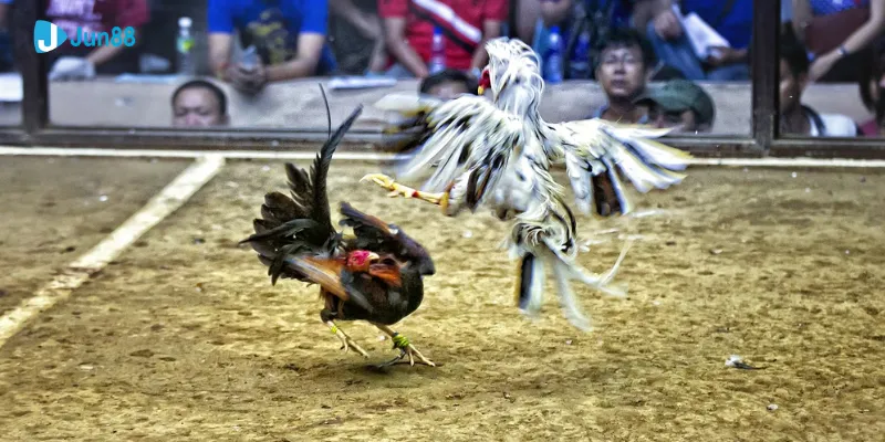 Trực tiếp đá gà tre tại Jun88 - Trận đấu kịch tính và hấp dẫn 3 Các kiểu cược đá gà tre phổ biến và cách thức chơi