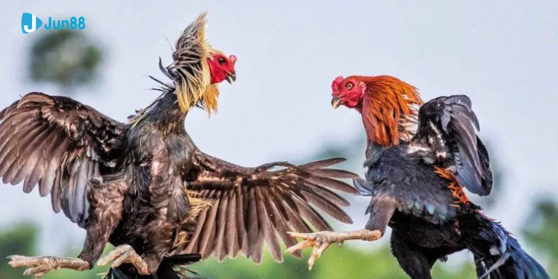 Trực tiếp đá gà tre tại Jun88 - Trận đấu kịch tính và hấp dẫn 4 Cẩm nang cá cược đá gà tre cho người mới tại Jun88