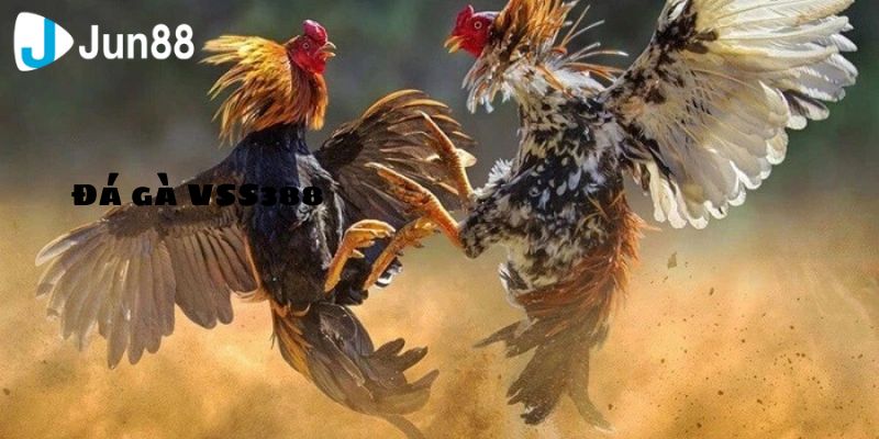 Đấu Trường Đá Gà VSS388 Sôi Động Bậc Nhất Hiện Nay 2 Những lý do mà bạn nên thử đá gà VSS388