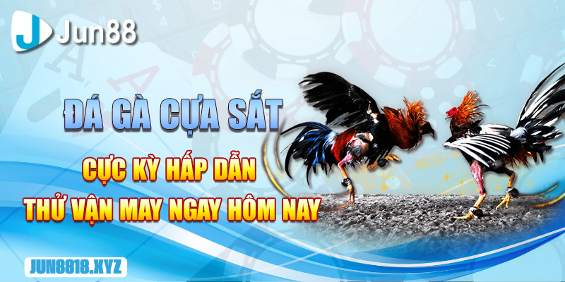 da ga cua dao cuc ky hap dan thu van may ngay hom nay