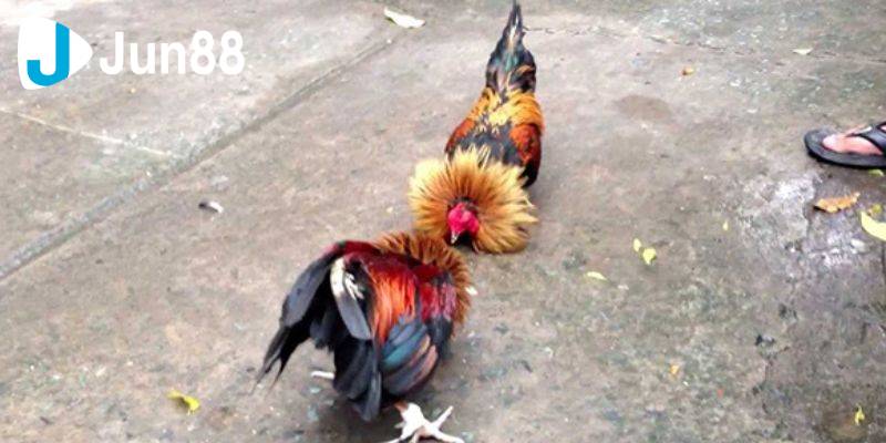 Trải Nghiệm Đá Gà Cựa Sắt Đầy Thử Thách Và Cách Đặt Cược 4 da ga cua sat 1