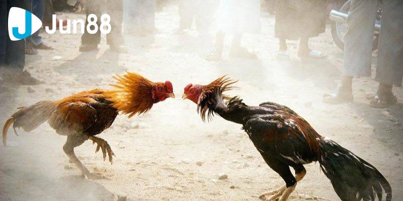 Trải Nghiệm Đá Gà Cựa Sắt Đầy Thử Thách Và Cách Đặt Cược 3 da ga cua sat 2