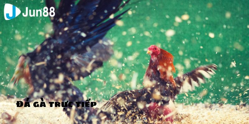 Đá gà trực tiếp giữa thời đại 4.0