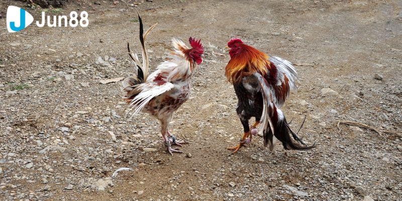 Văn hóa của bộ môn đá gà từ ngày xưa