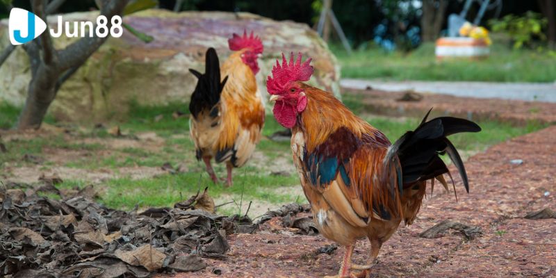 Đôi nét về lịch sử hình thành của đá gà trực tiếp