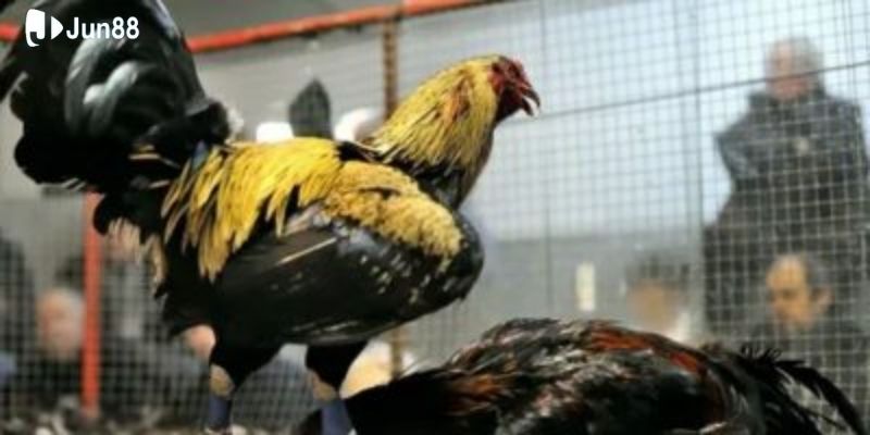 tong-quan-ve-da-ga-truc-tiep-campuchia