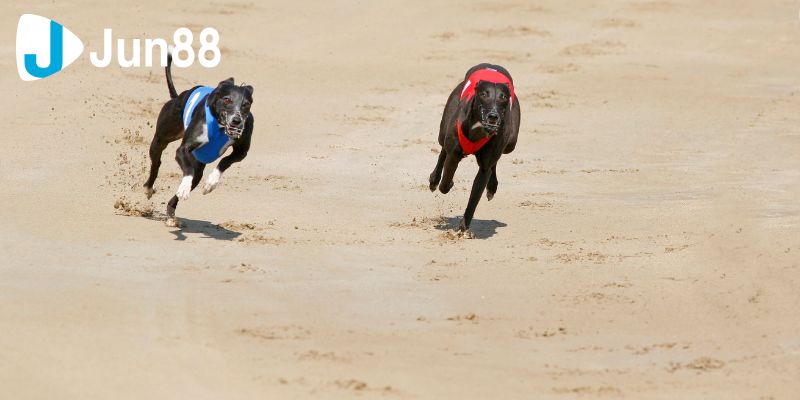 Cá Cược Đua Chó Hướng Dẫn Chi Tiết Cách Tham Gia Và Thắng Lớn 2 ca cuoc dua cho 1 2