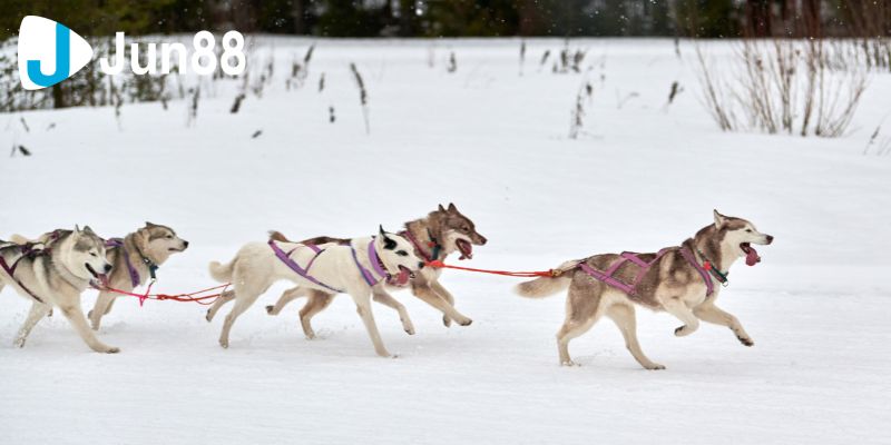 Cá Cược Đua Chó Hướng Dẫn Chi Tiết Cách Tham Gia Và Thắng Lớn 3 ca cuoc dua cho 2 3