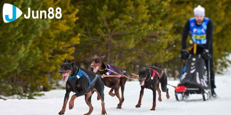 Cá Cược Đua Chó Hướng Dẫn Chi Tiết Cách Tham Gia Và Thắng Lớn 4 ca cuoc dua cho 3 3