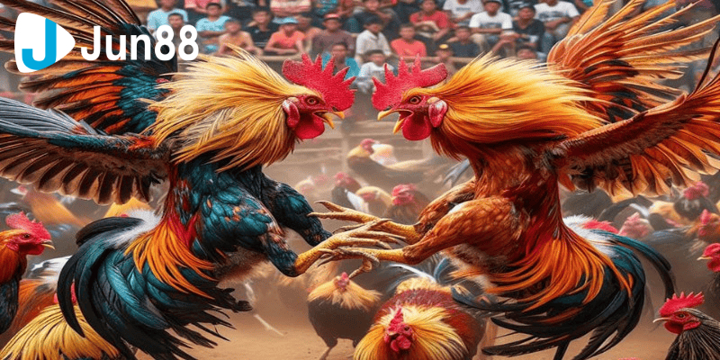 Các Hình Thức Đá Gà Tại Đá Gà 88 4 đá gà 88