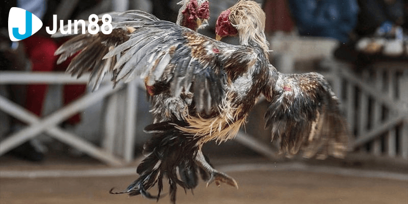 Các Hình Thức Đá Gà Tại Đá Gà 88 3 đá gà 88