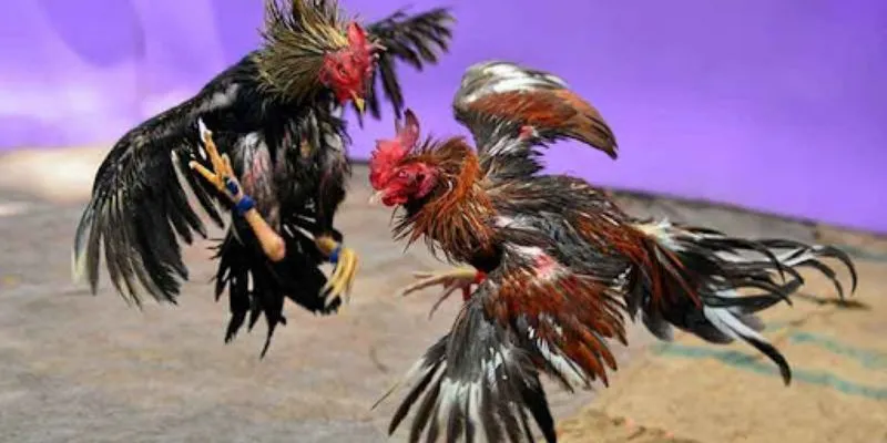 luat-choi-da-ga-co-ban-nhat