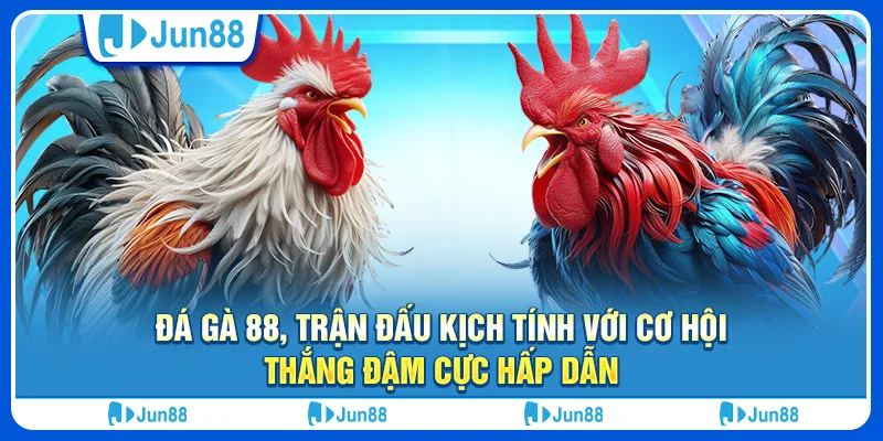 Đá gà 88, trận đấu kịch tính với cơ hội thắng đậm cực hấp dẫn