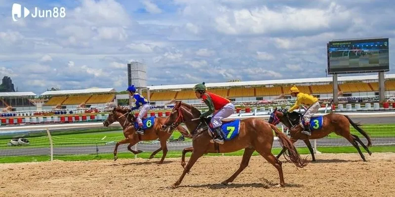 Mẹo thắng đua ngựa dựa trên các yếu tố bên ngoài