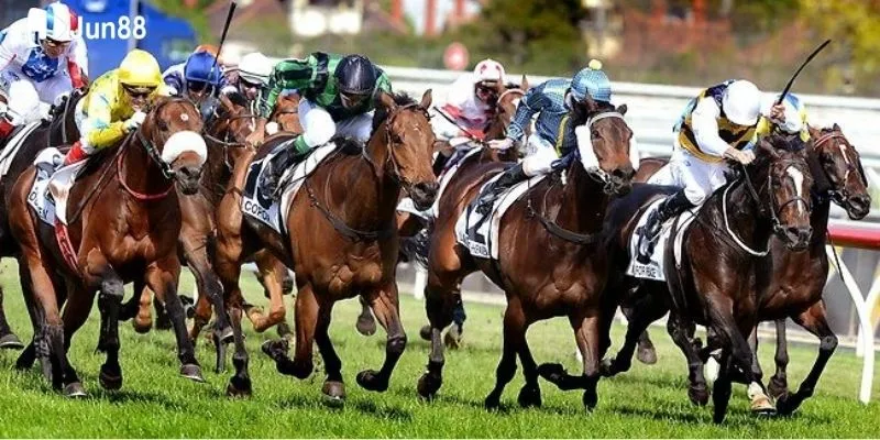  Cách phân tích và dự đoán kết quả đua ngựa