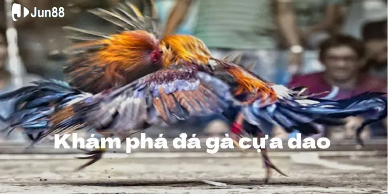 Chia sẻ luật chơi đá gà