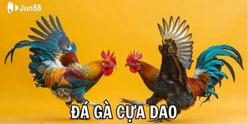Tìm hiểu đá gà cựa dao