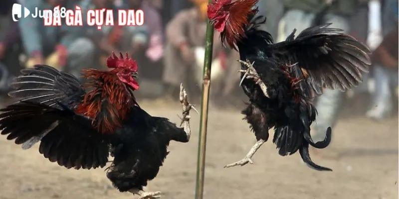 Luật chơi đá gà