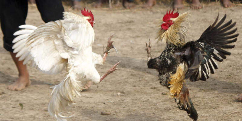 Khám phá đá gà UW88 VN