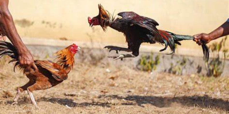 Cách đặt cược đá gà để thắng lớn