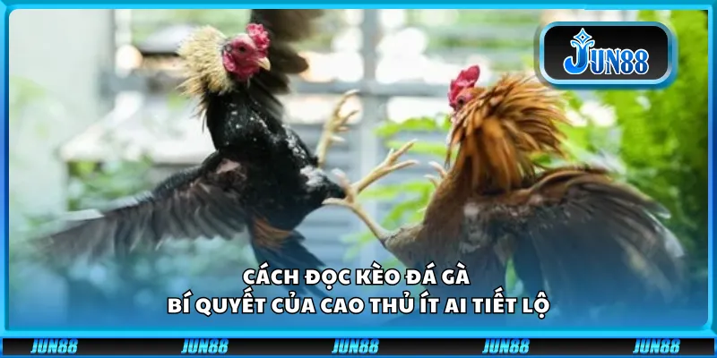 Cách đọc kèo đá gà – Bí quyết của cao thủ ít ai tiết lộ